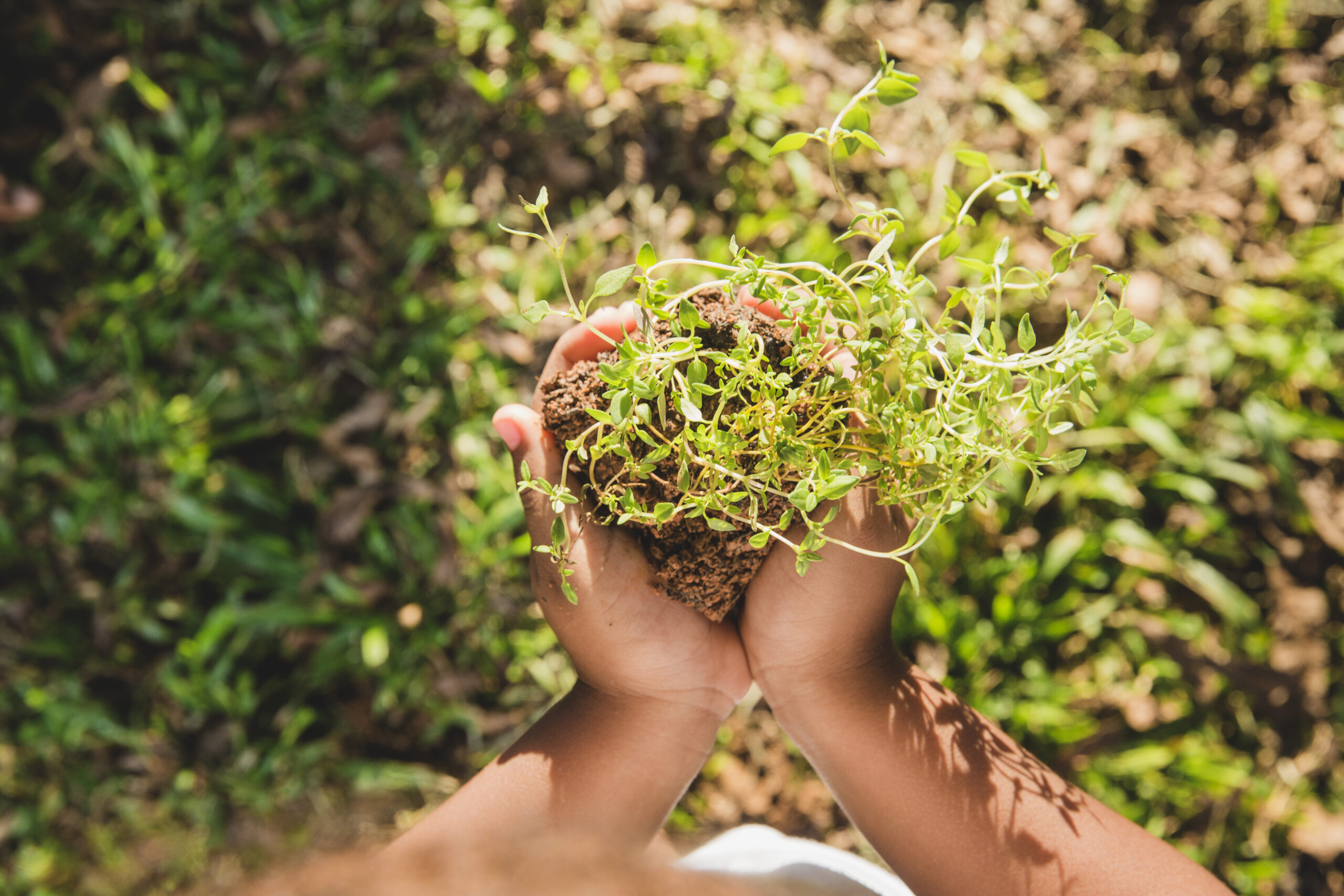 Embracing Organic Living: The Food Prints Organics Journey Begins