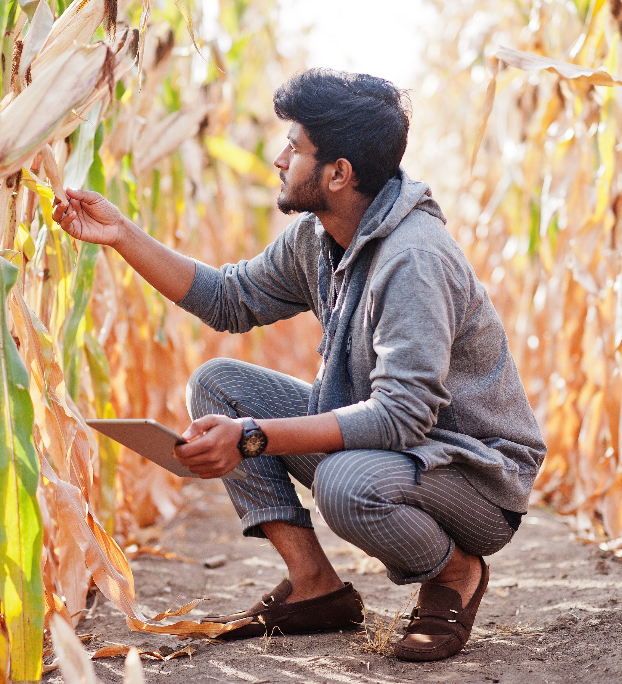 South asian agronomist farmer inspecting corn field farm. Agricu South asian agronomist farmer inspecting corn field farm. Agriculture production concept.